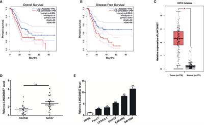 m6A-Mediated Upregulation of LINC00857 Promotes Pancreatic Cancer Tumorigenesis by Regulating the miR-150-5p/E2F3 Axis